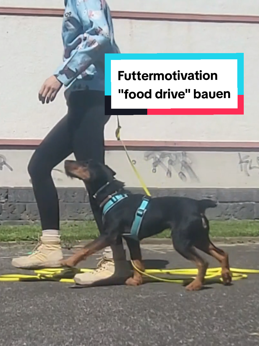@Hundeschule Mit vier Pfoten