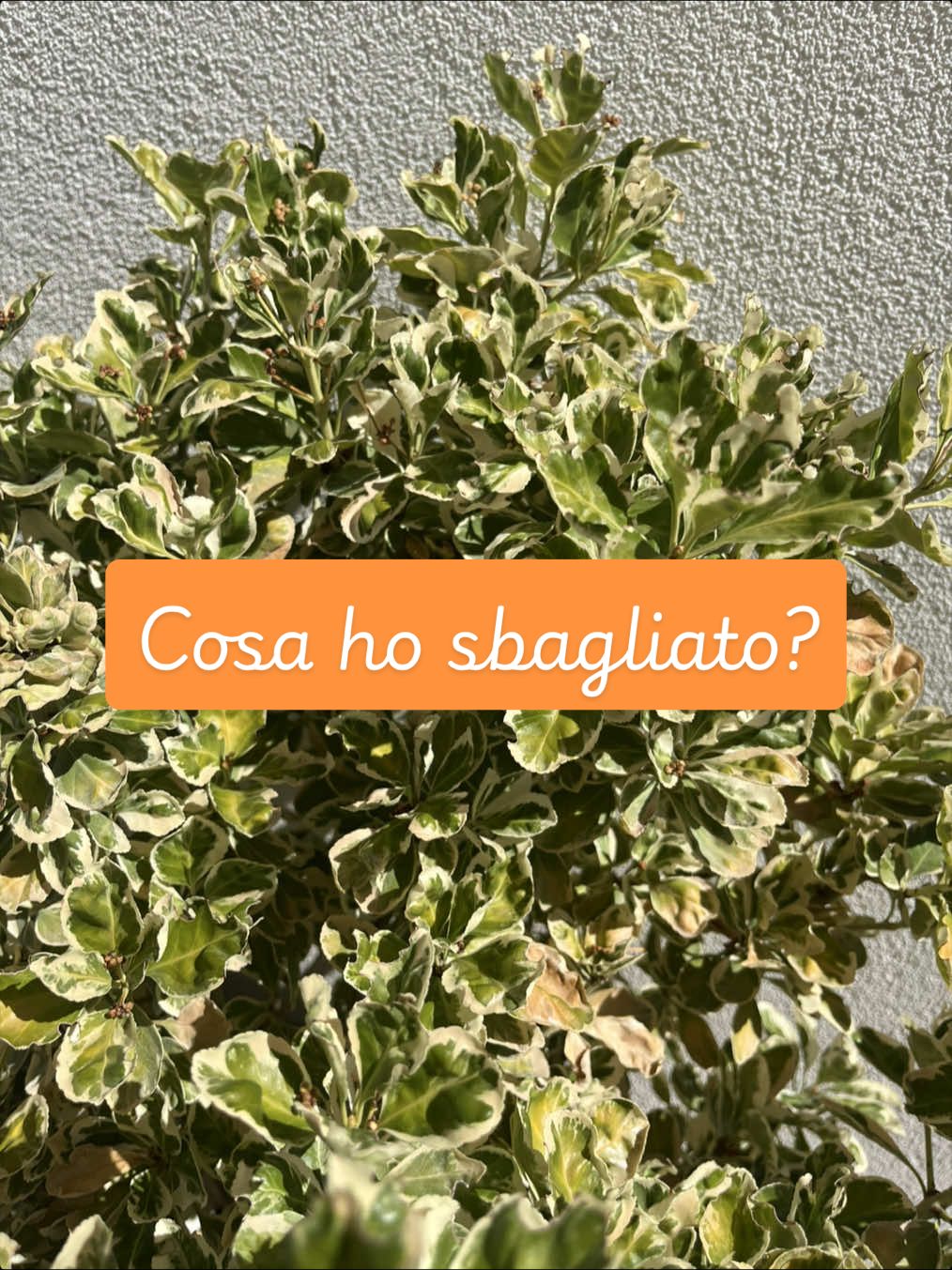 @piccole.spine.felici 🌵