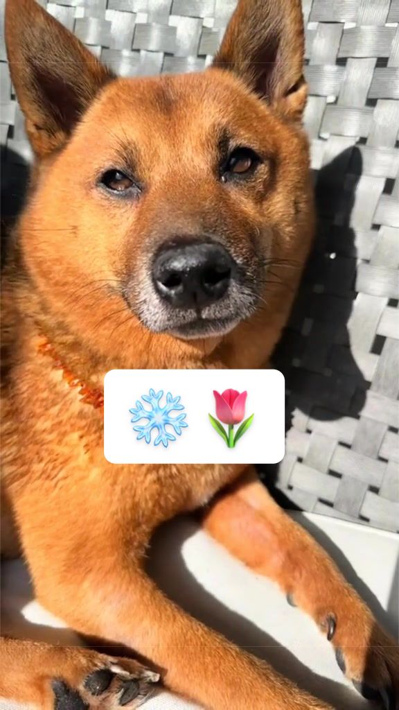 @Jewaandmarley🦊