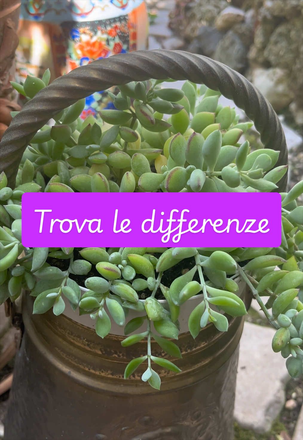 @piccole.spine.felici