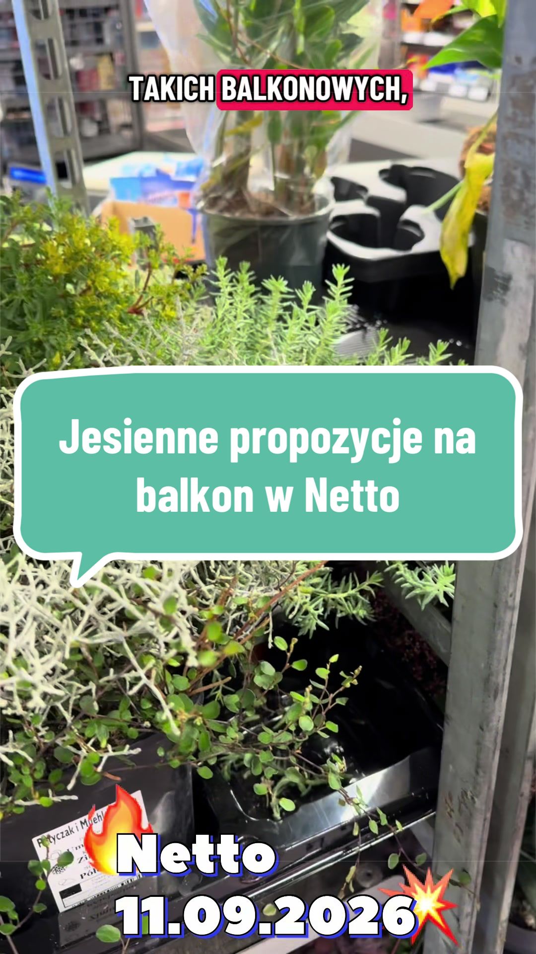 @maciej.plants