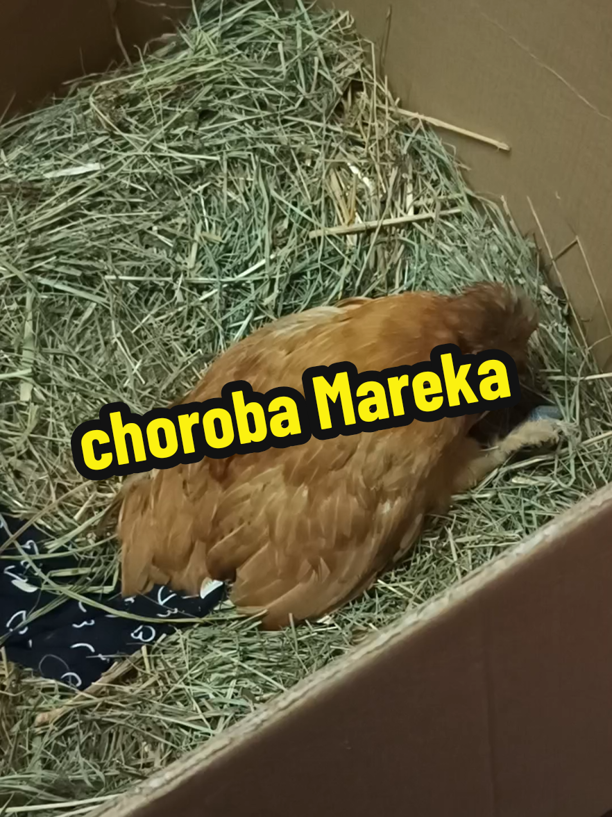 @Marcin ogrodnik