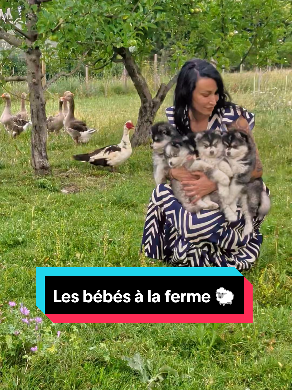 @Pomsky du Lys d'or