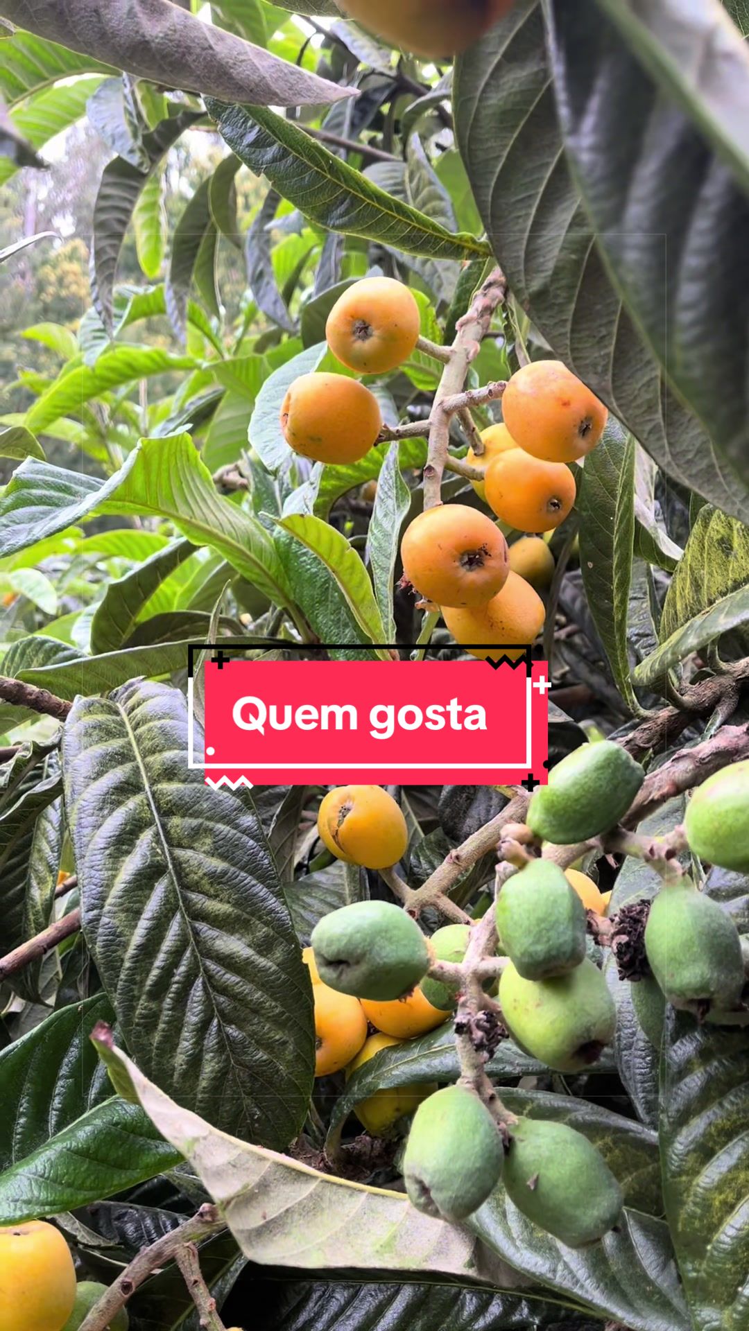 @Graca.Madeira