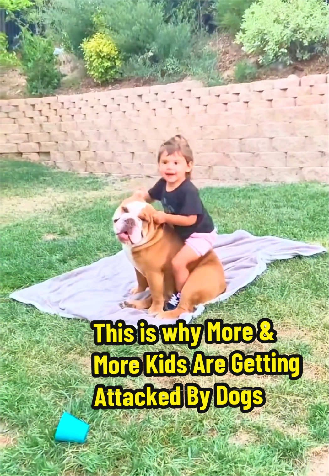 @LeeJonesOfficial Dog Training
