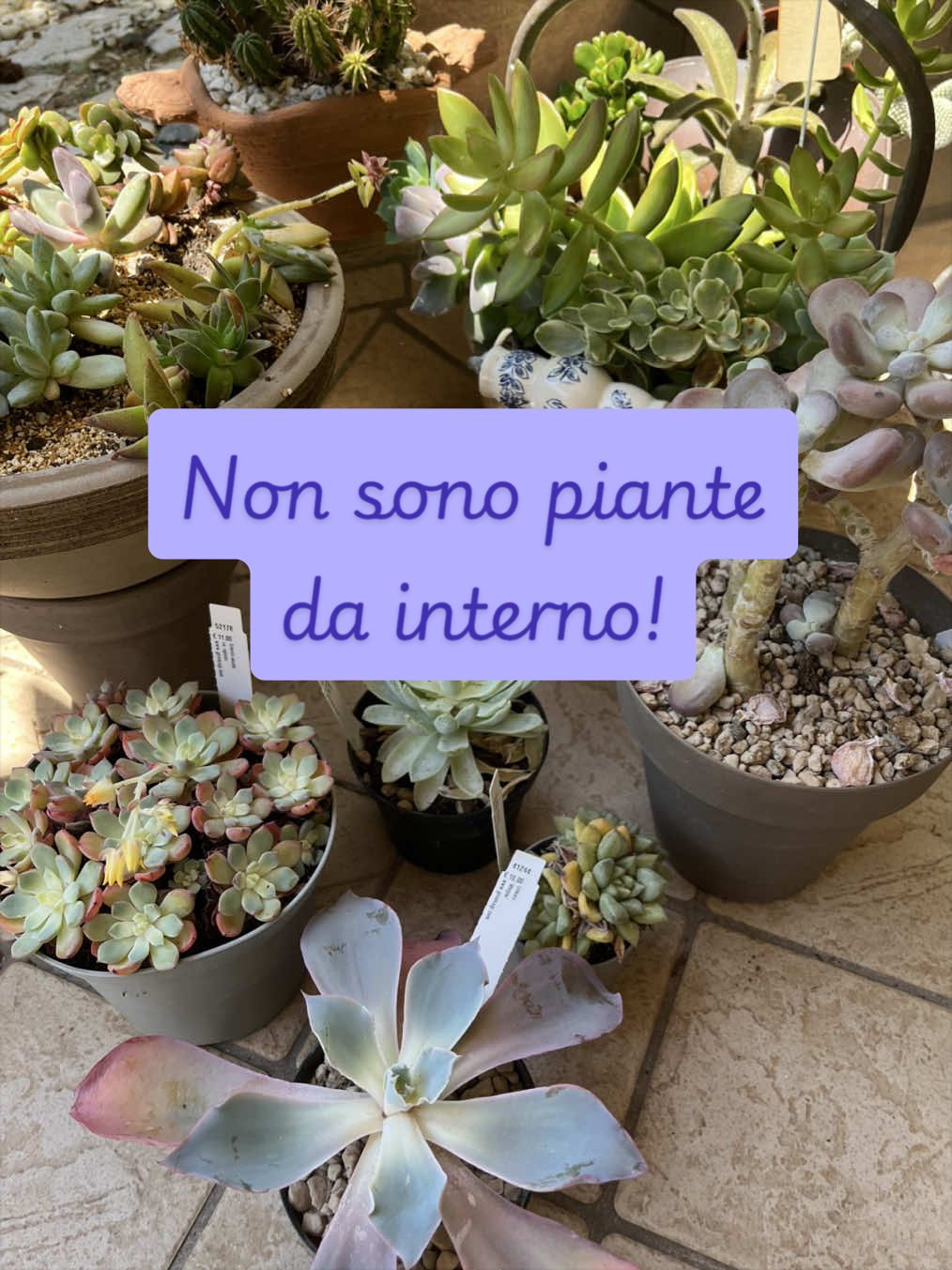 @piccole.spine.felici