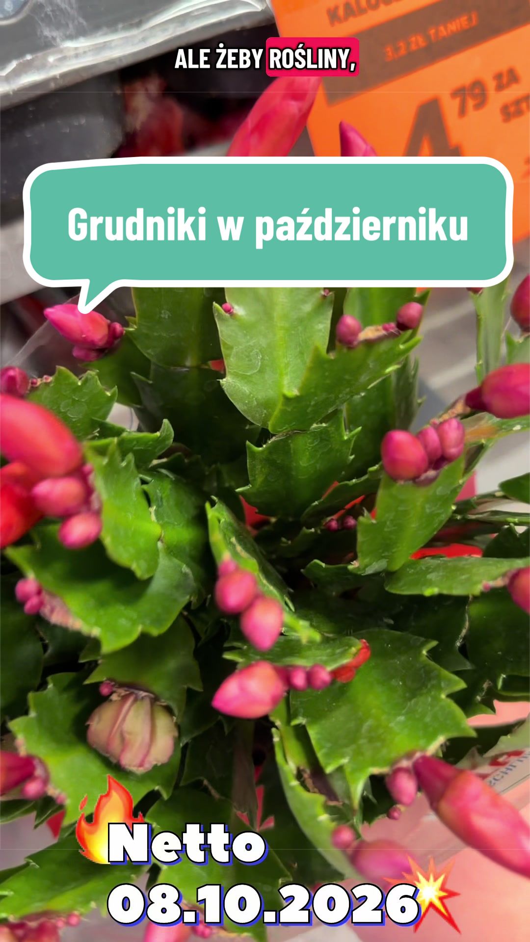 @maciej.plants