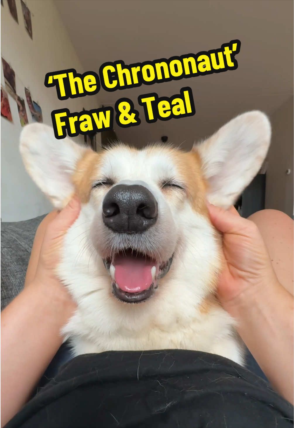 @Kickroll Corgi Charlie 🐶🚀