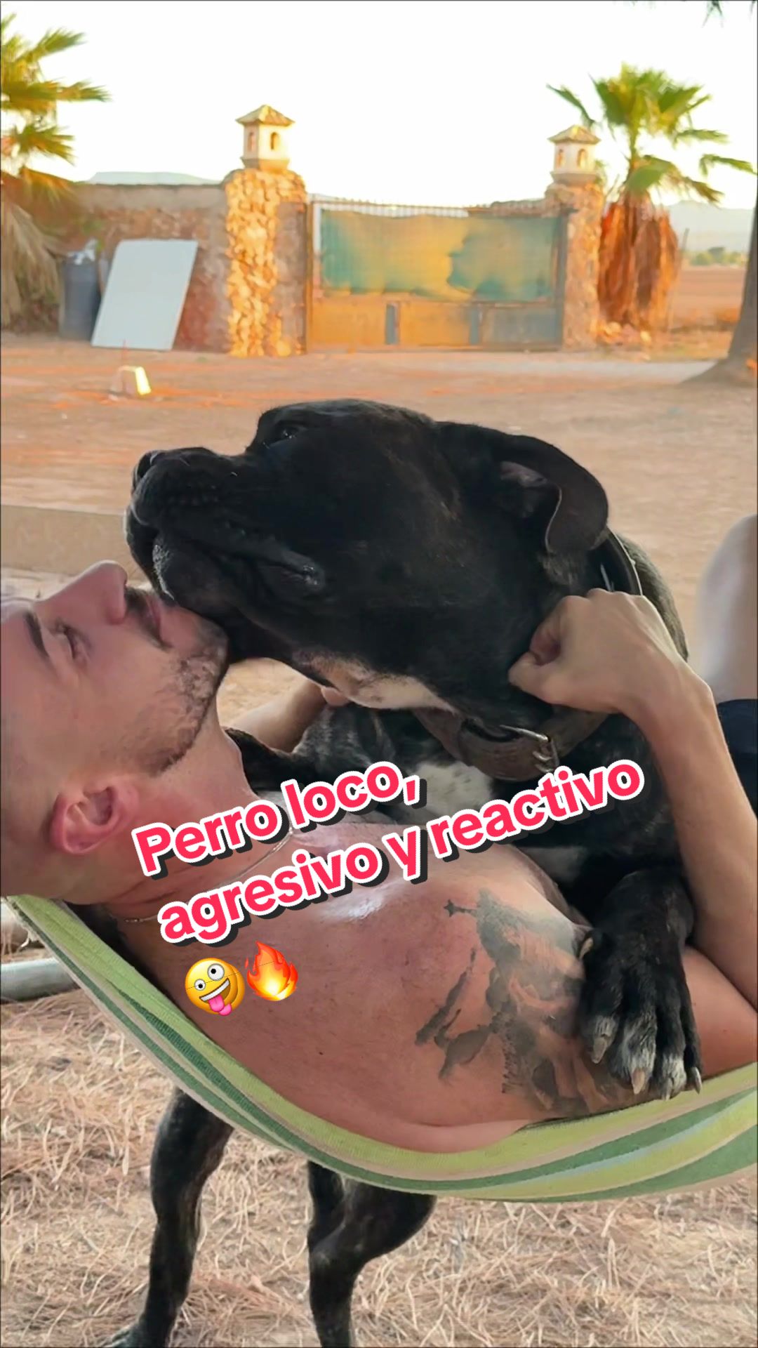 @Cane Corso Domus Targaryen