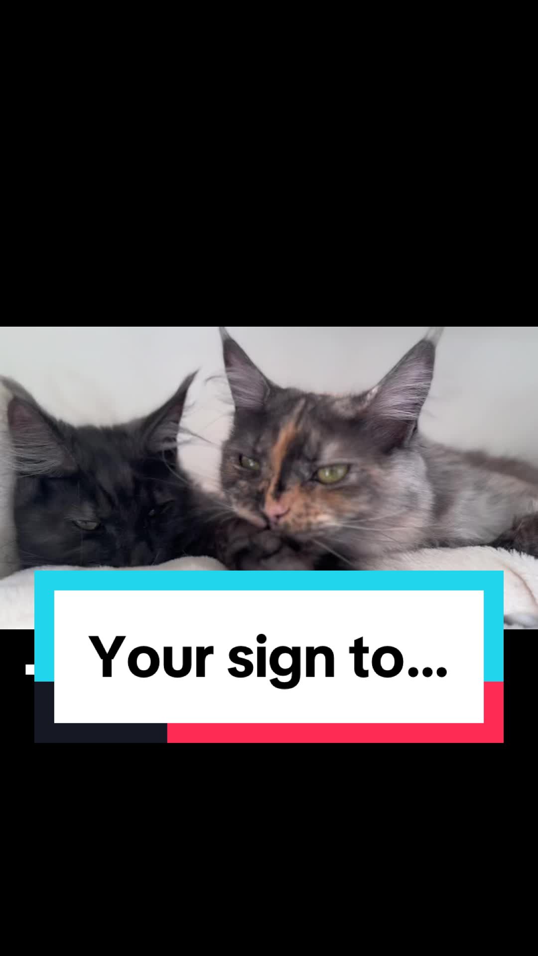 @saint.cat