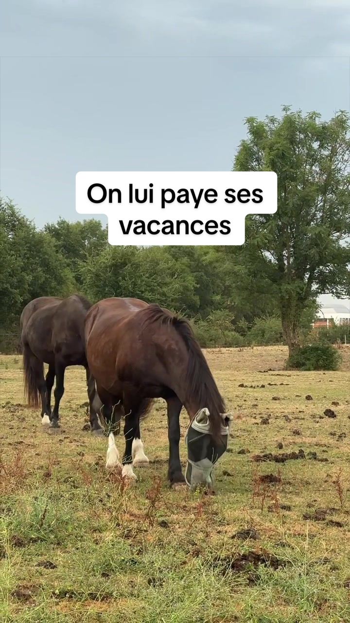 @Seren the pony 🐴