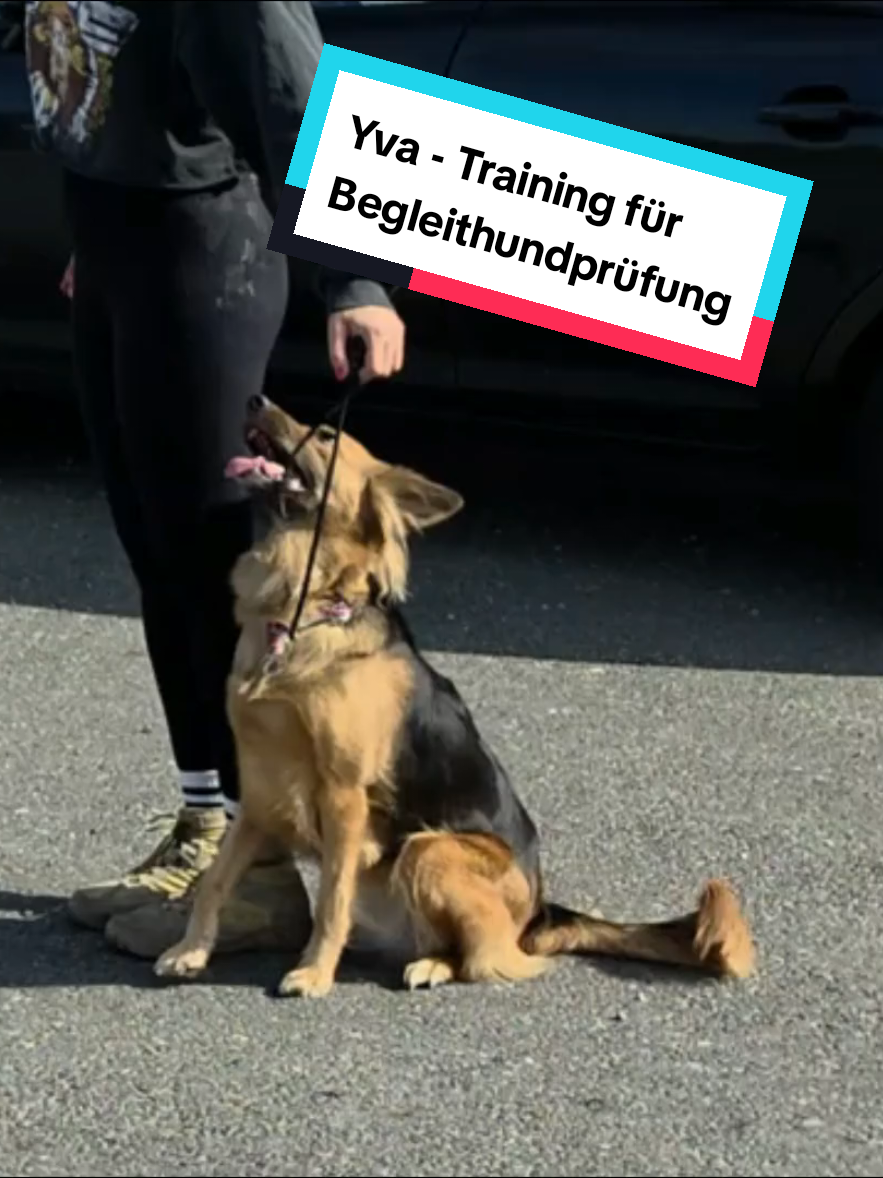@Hundeschule Mit vier Pfoten
