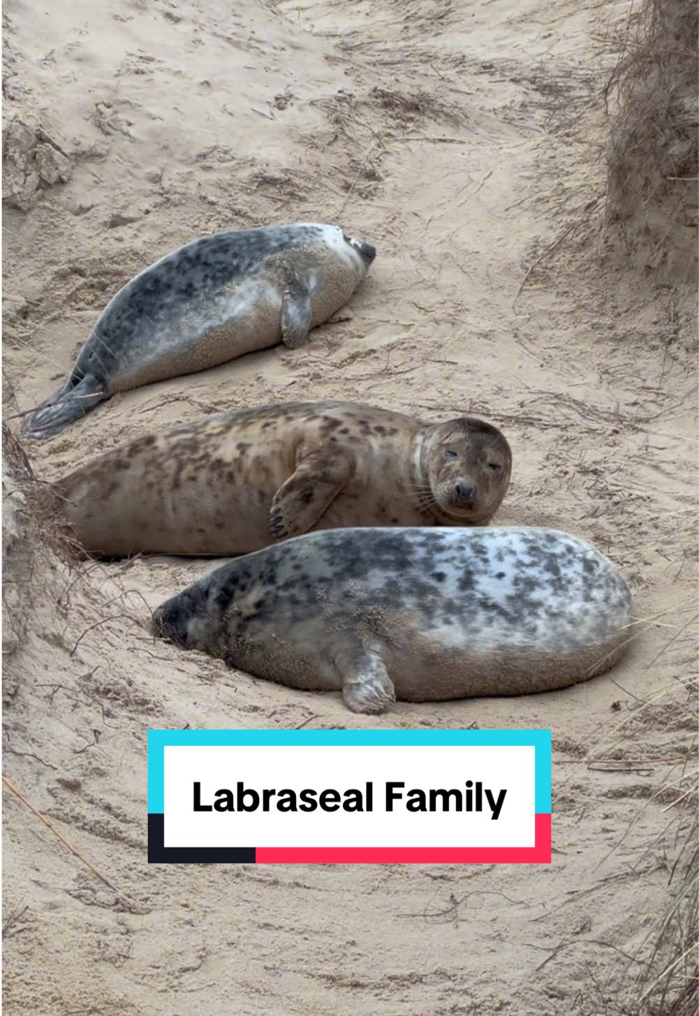 @Denzel The Labraseal