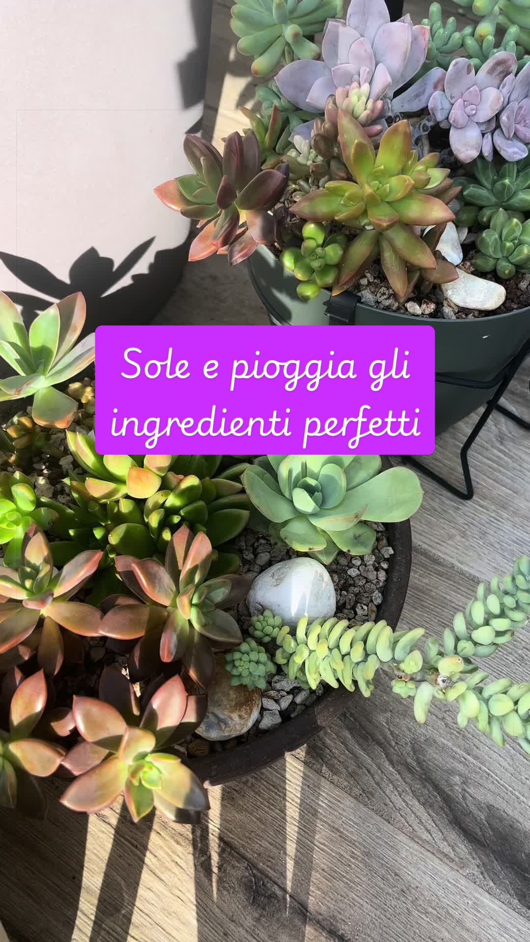 @piccole.spine.felici 🌵