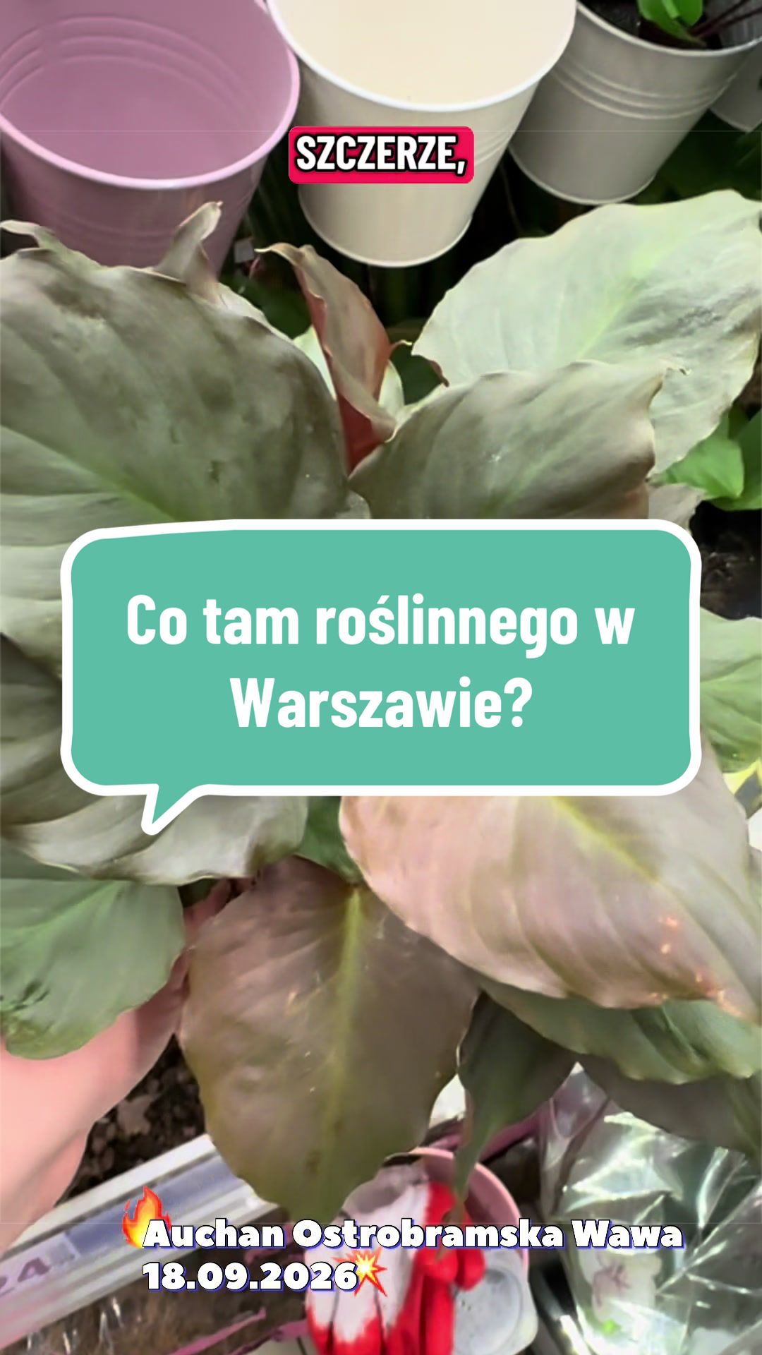 @maciej.plants