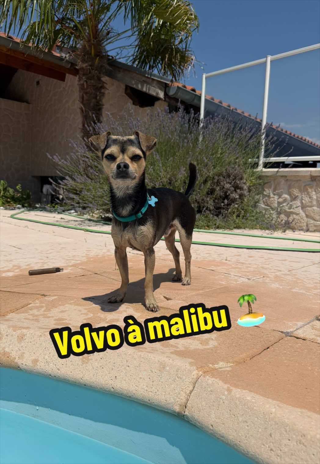 @STEPH & VOLVO