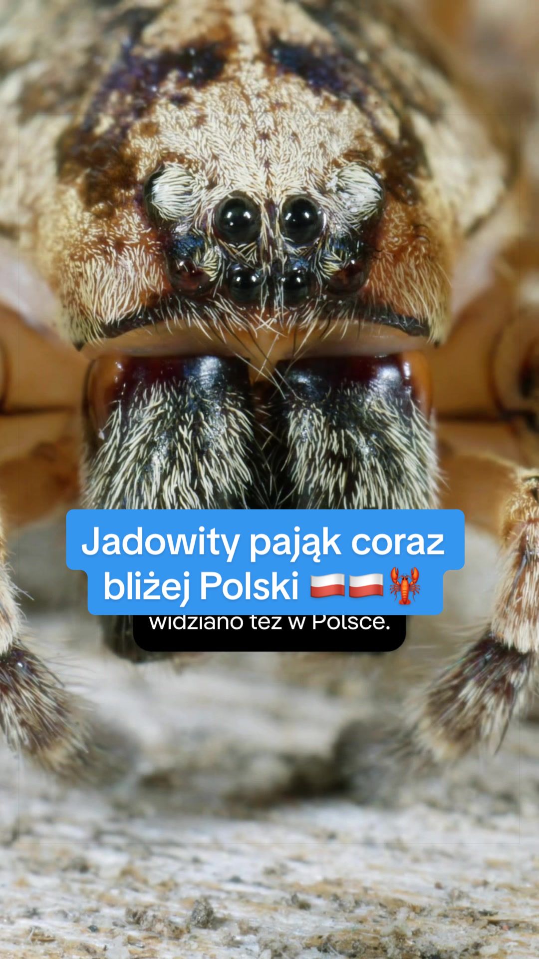 @DW Polska
