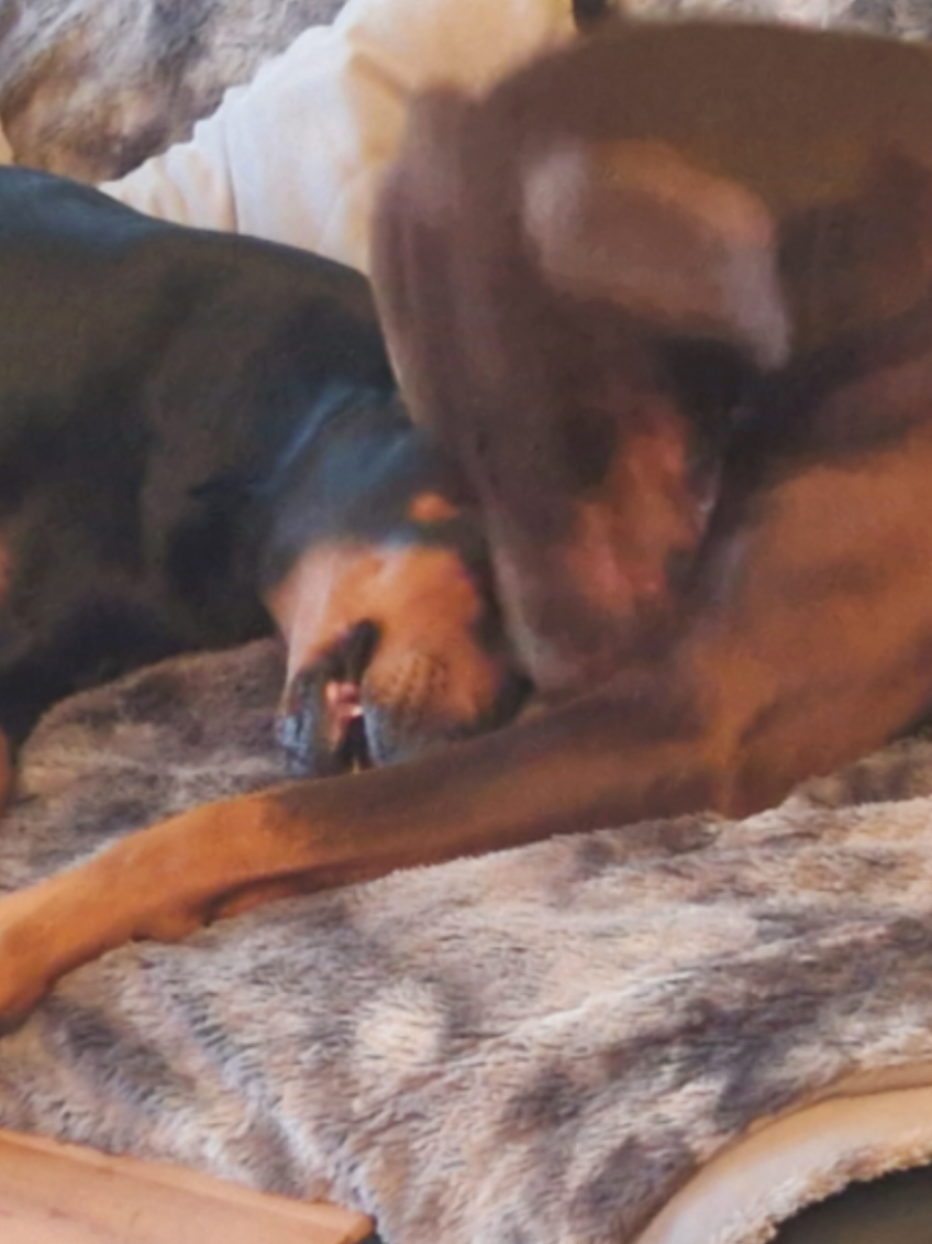@DOBERMAedcheNHOCH2