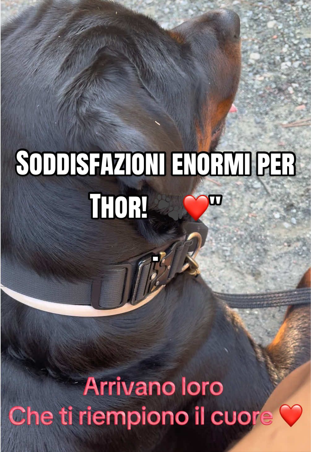 @Le avventure di Thor 🌪️ w ❤️