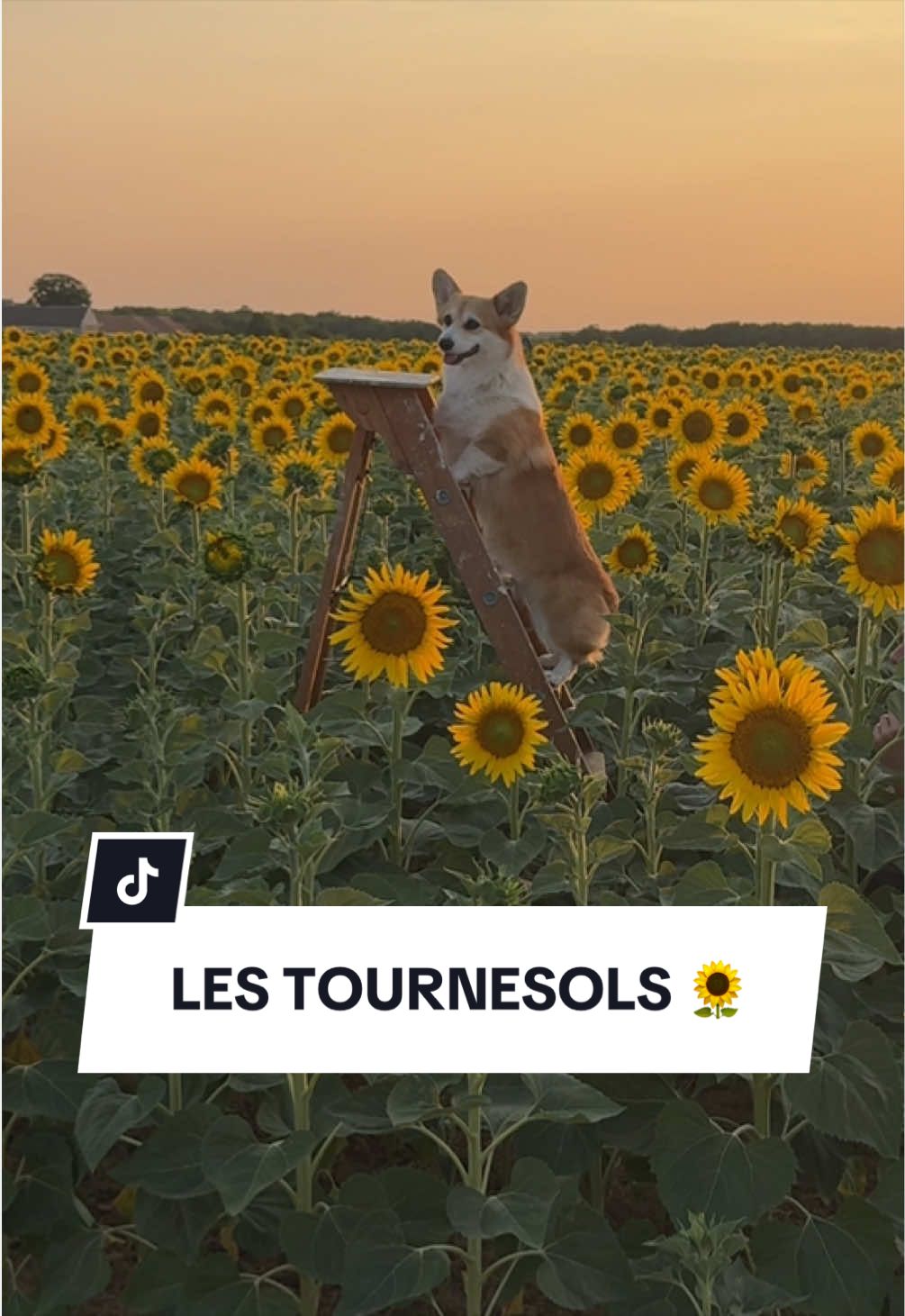 @Lemon 🍋 Corgi