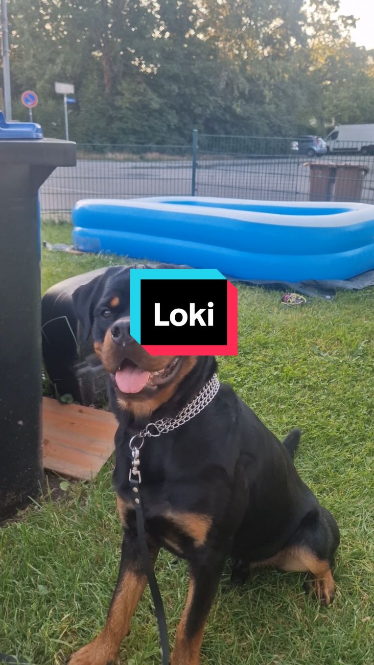 @Loki der Rottweiler