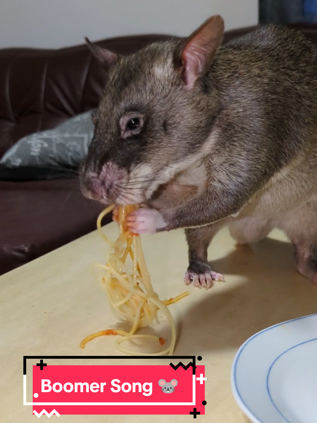@Ratocalypse 🐀🤣🧀💥