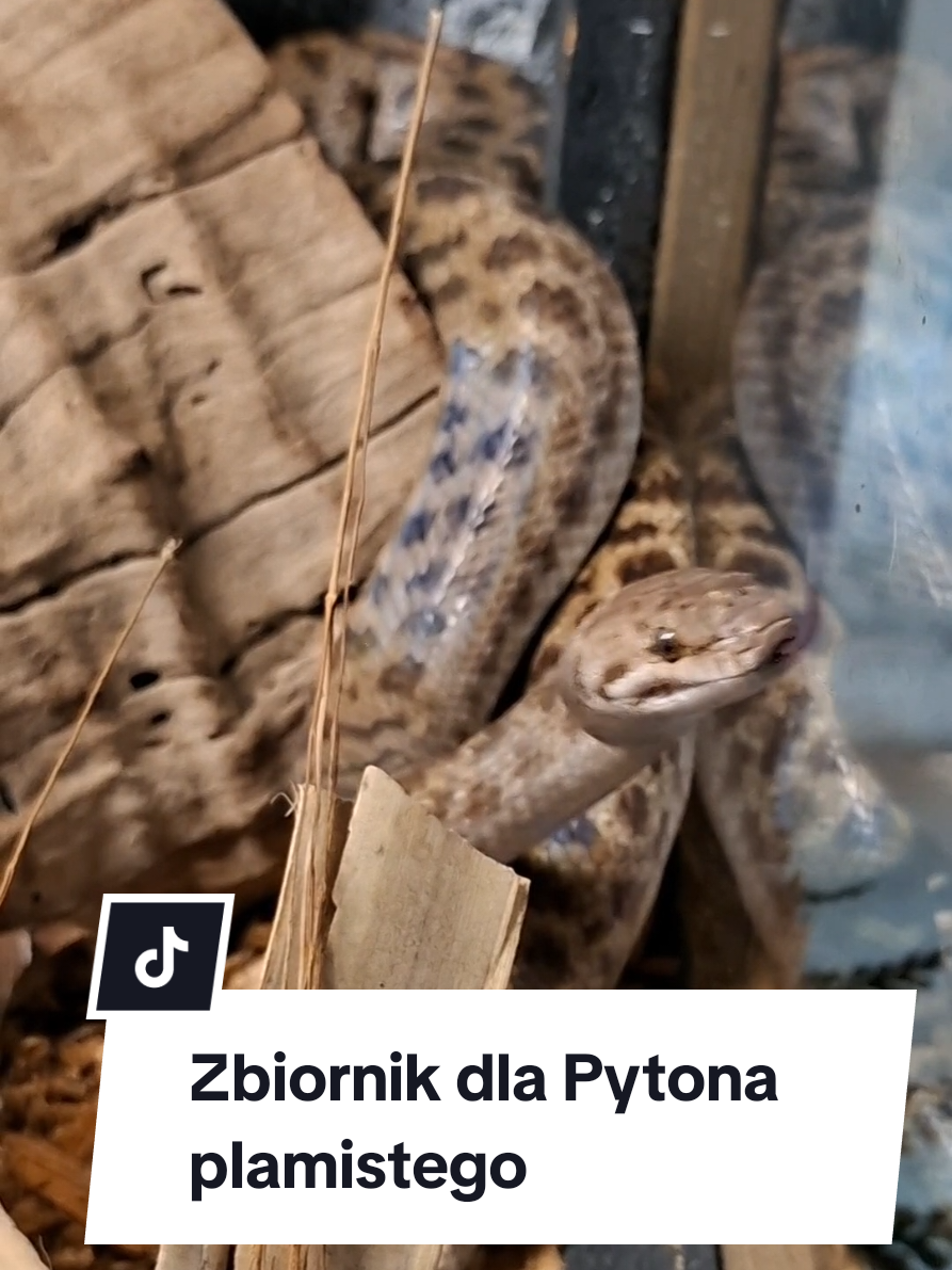 @Vantis Terra