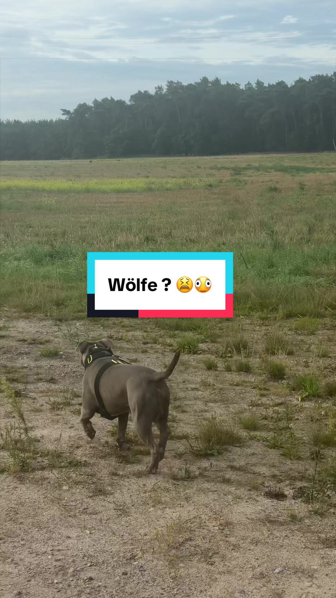 @romeo.der.bully