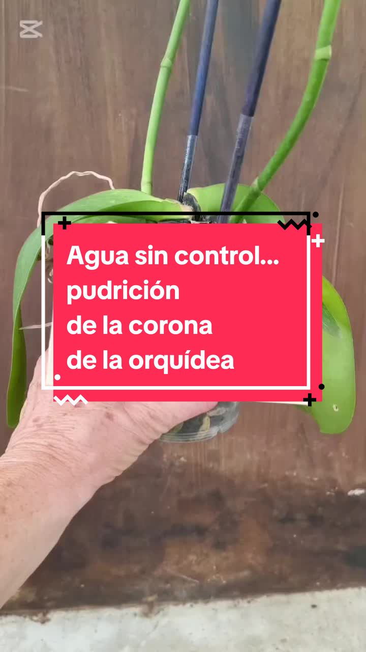 @๐ด๐ P๐๐๐๐๐๐๐๐๐๐