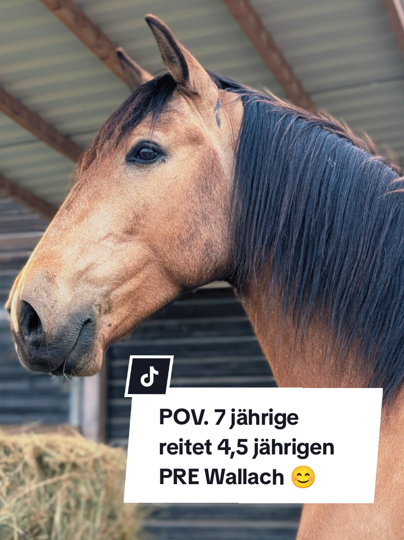 @Caro_Sofie_Offenstallliebe