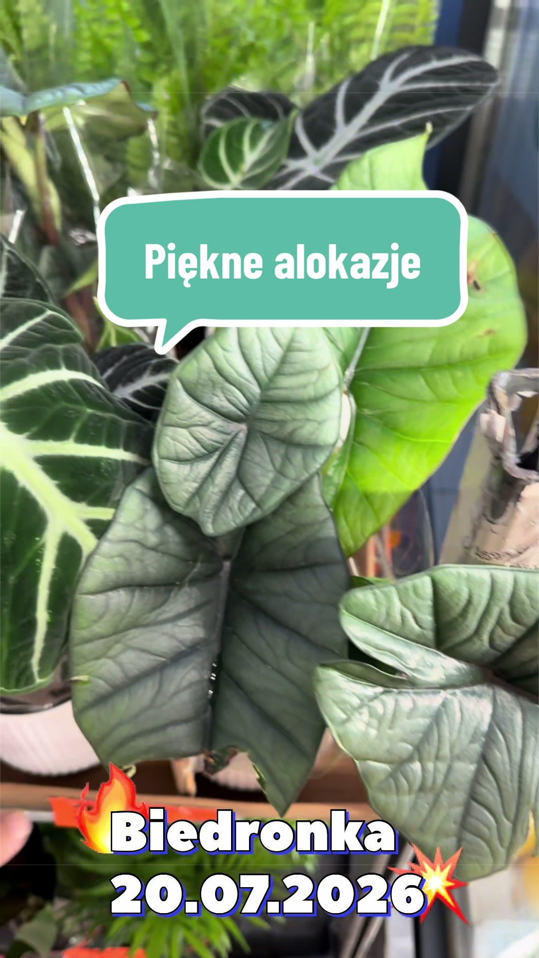 @maciej.plants