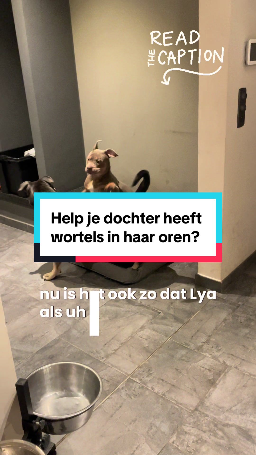 @bigdutchbullykennel