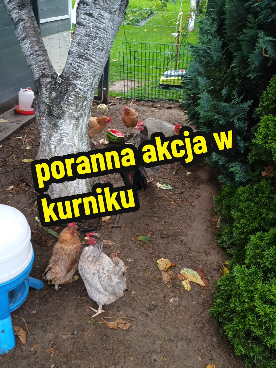 @Marcin ogrodnik