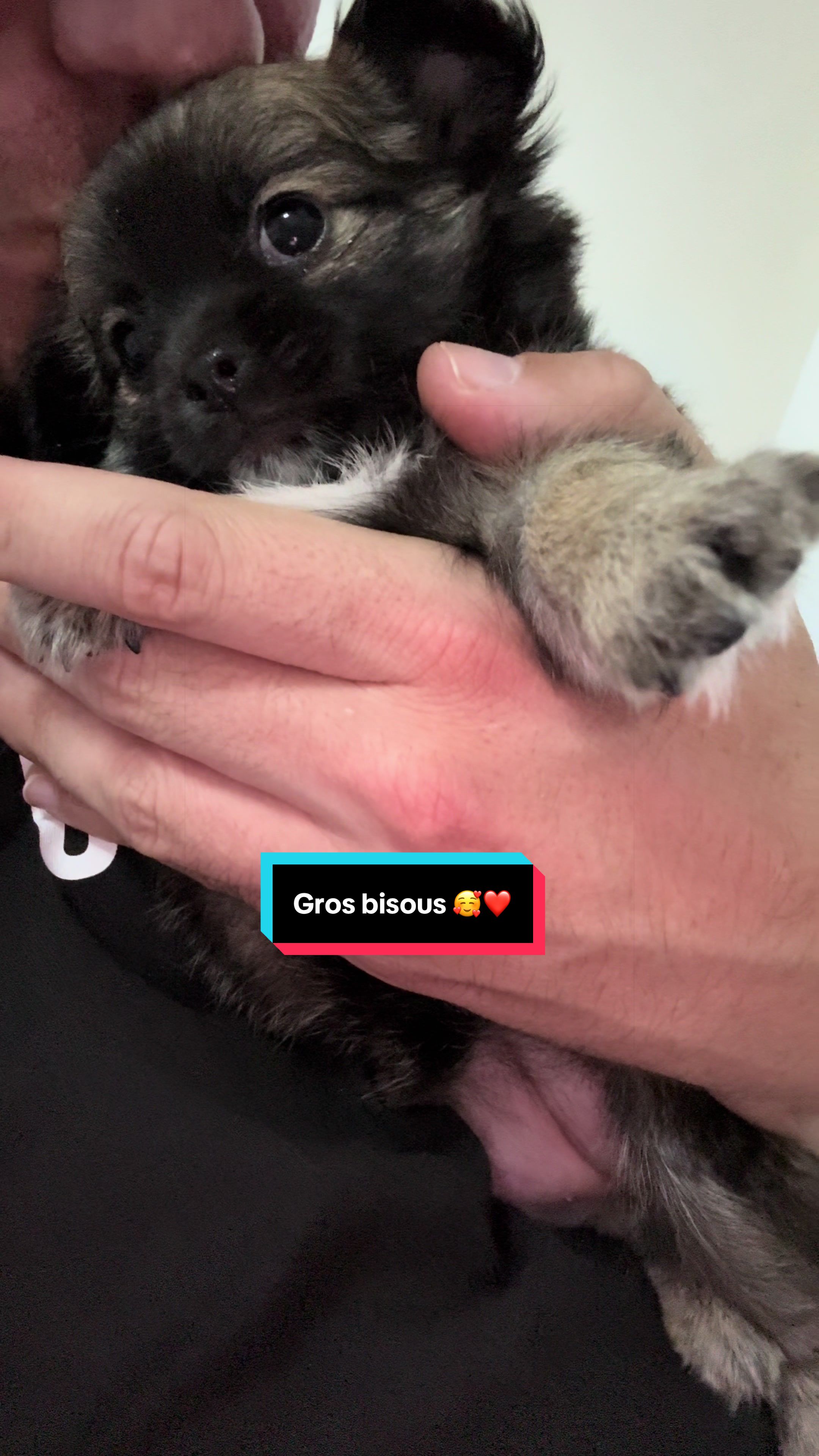@óla_chihuahua