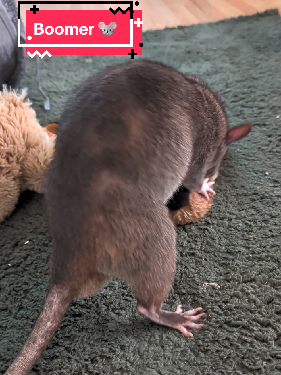 @Ratocalypse 🐀🤣🧀💥