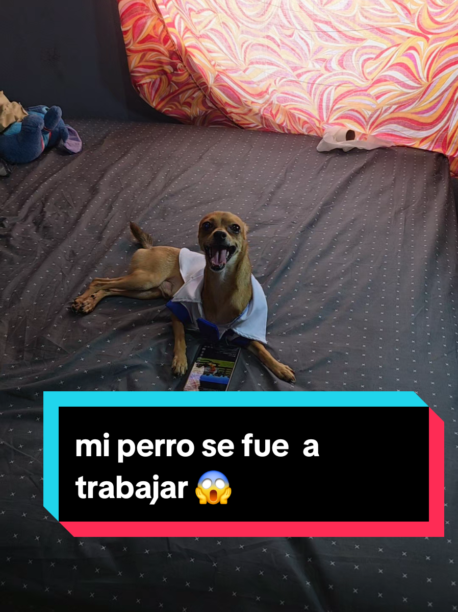 @coco el enoj&oacute;n 🐶 ❤️