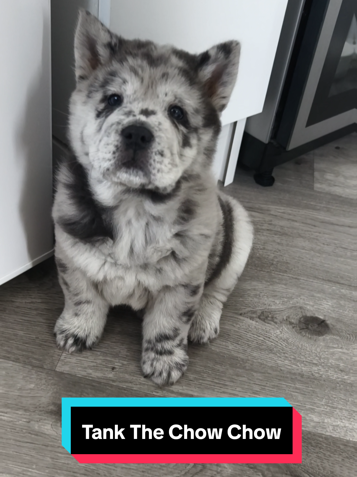 @Tank The Chow Chow