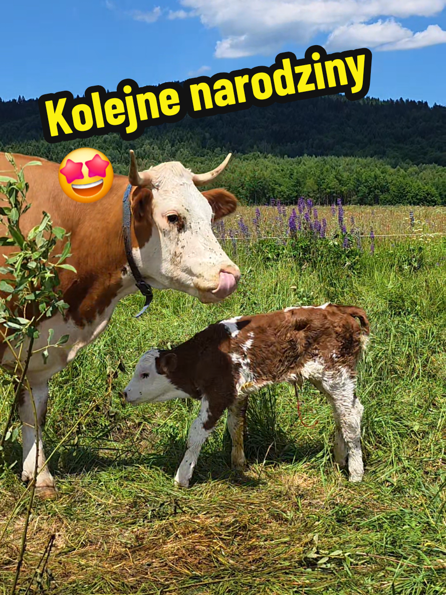 @Ania z Bieszczadzkiej Hecy🇵🇱