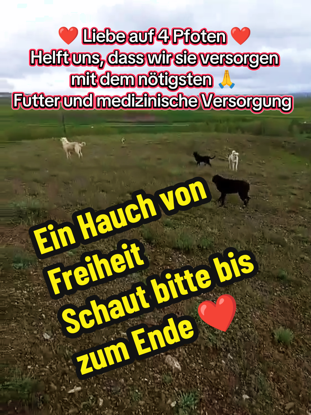 @TSV Candostlari-Beste Freunde