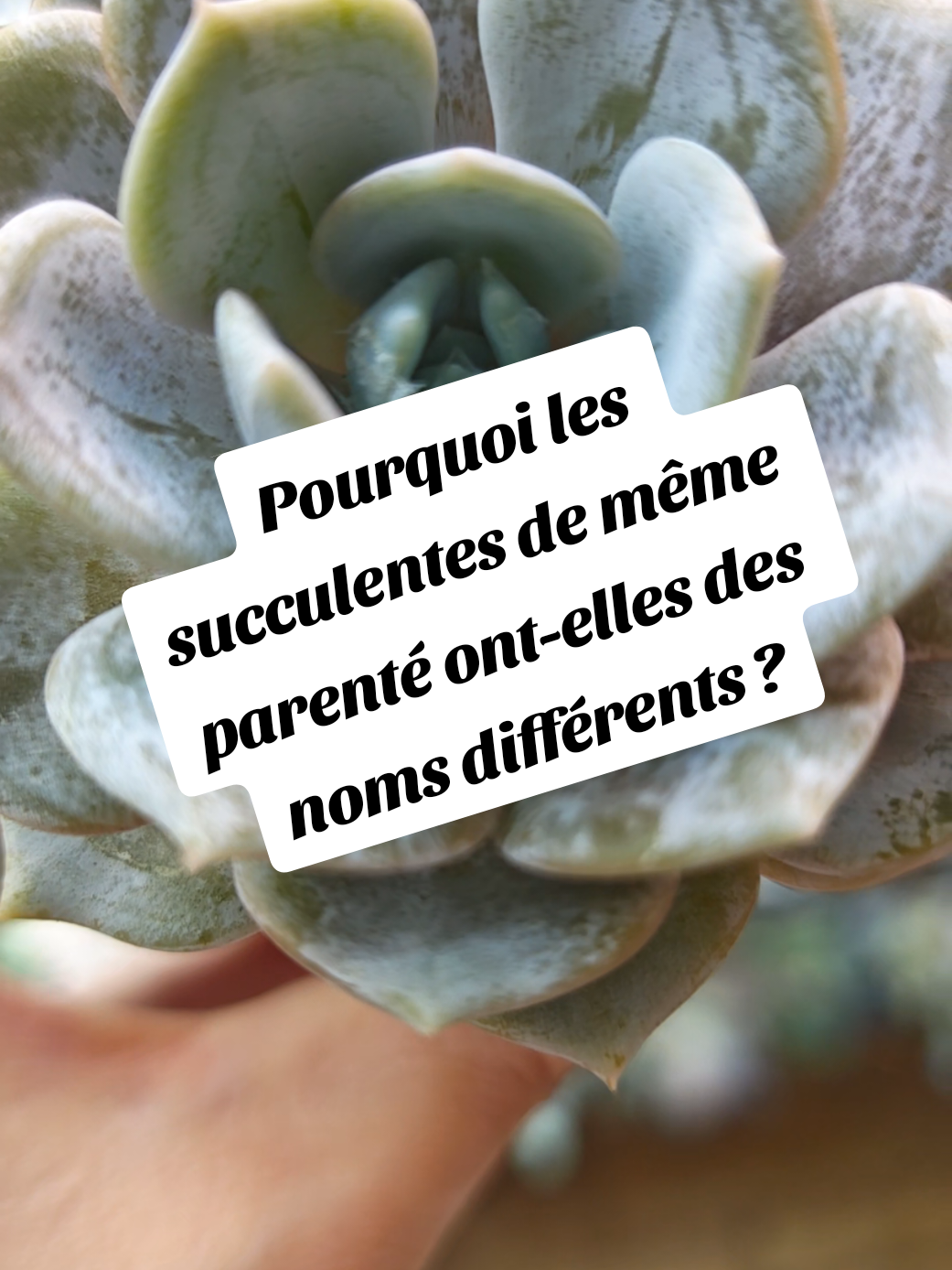 @il était Une Succulente