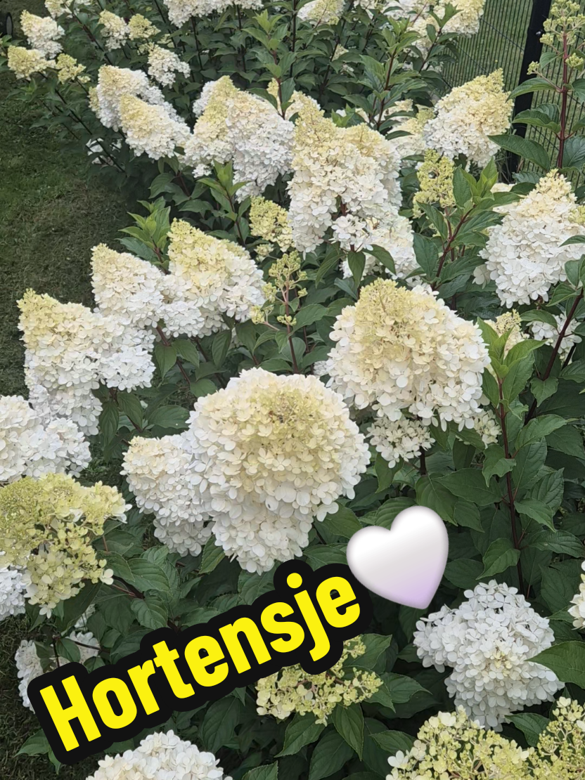 @🦁🌺🪻aasia🌺🪻