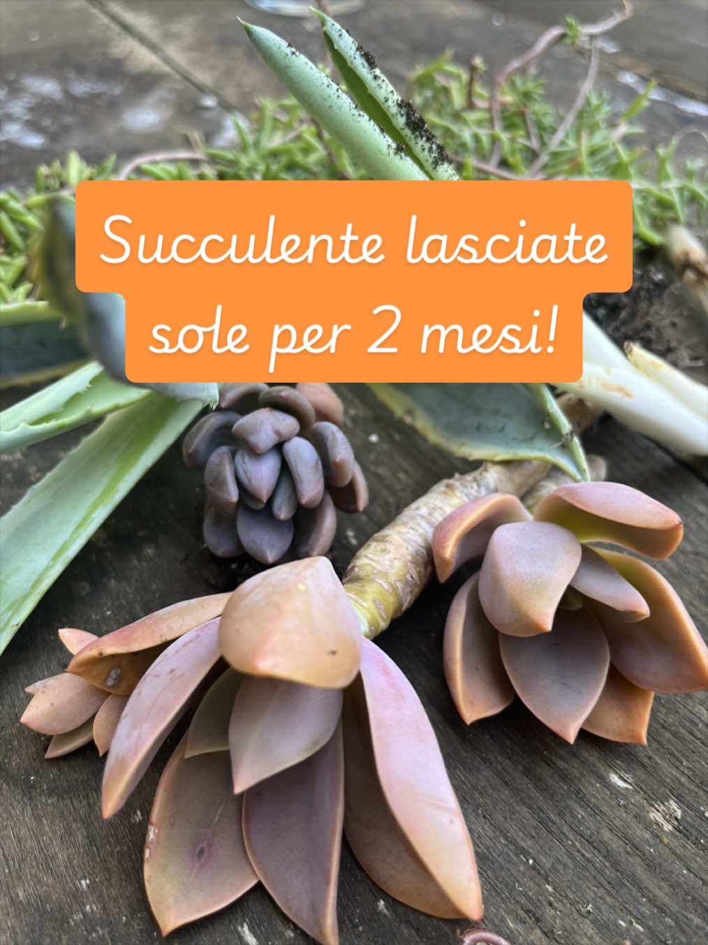 @piccole.spine.felici 🌵