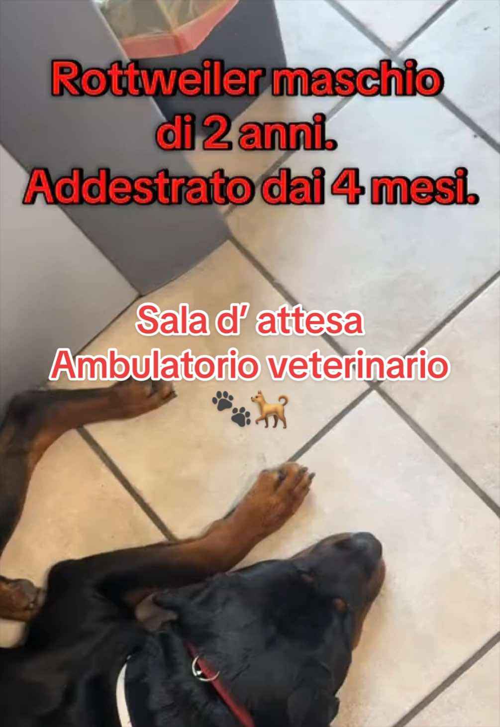 @Le avventure di Thor 🌪️ w ❤️