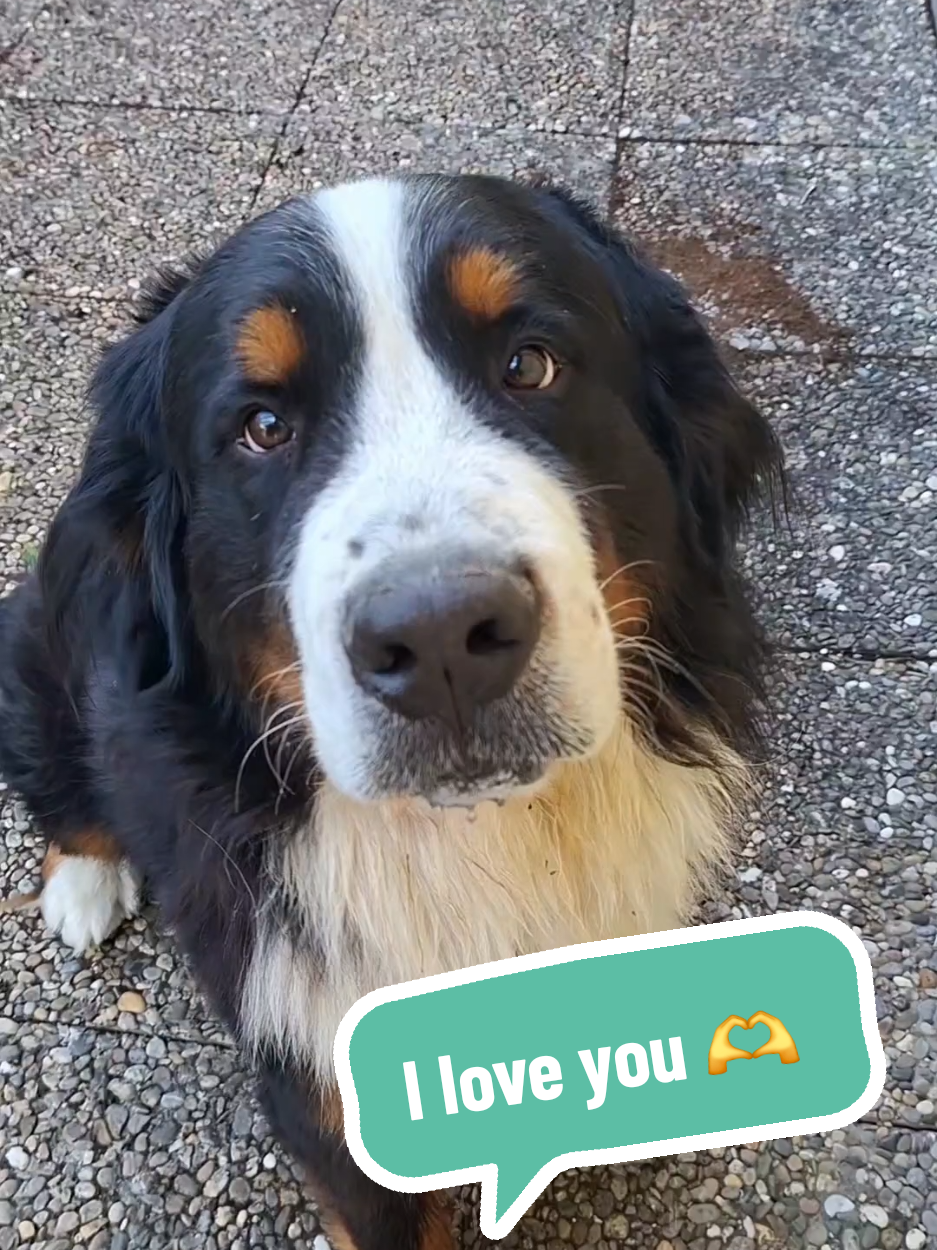 @BeagleTrifftBerner