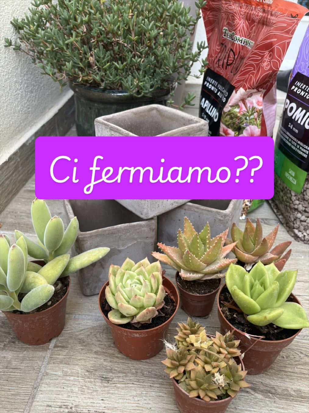 @piccole.spine.felici