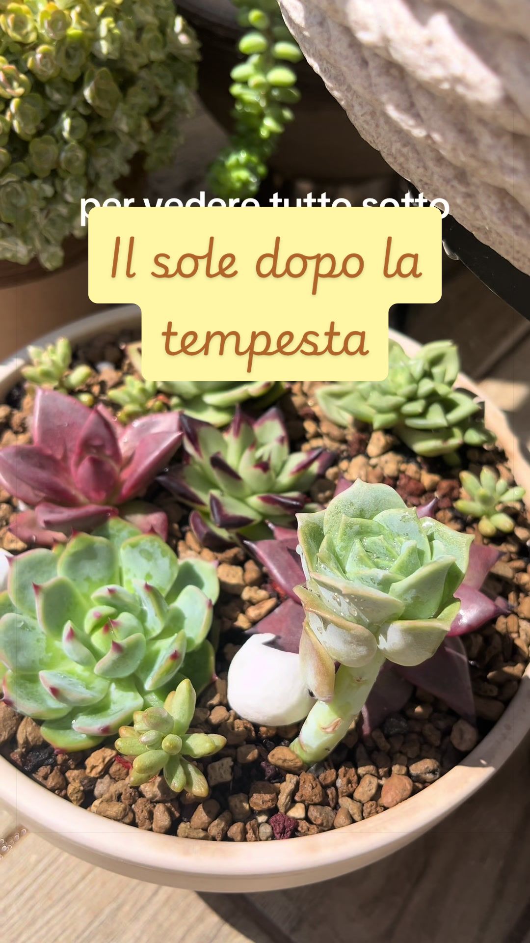 @piccole.spine.felici 🌵