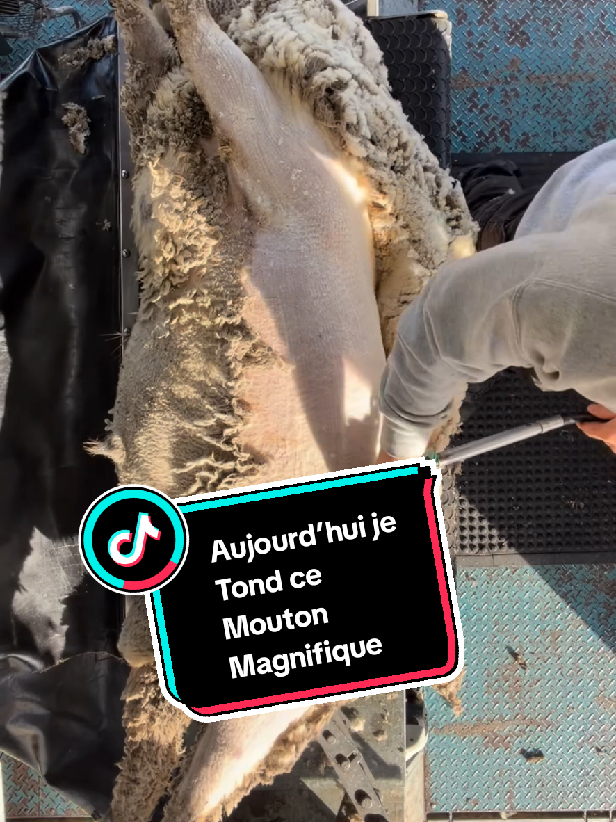 @TMFR 🇫🇷