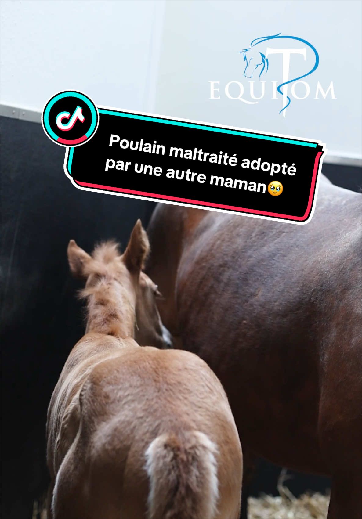 @Equitom