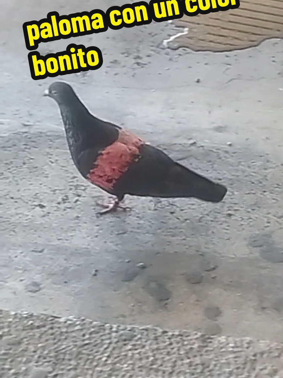 @Jp Álvarez🇨🇴 🇵🇹 🇪🇦 🇹🇷