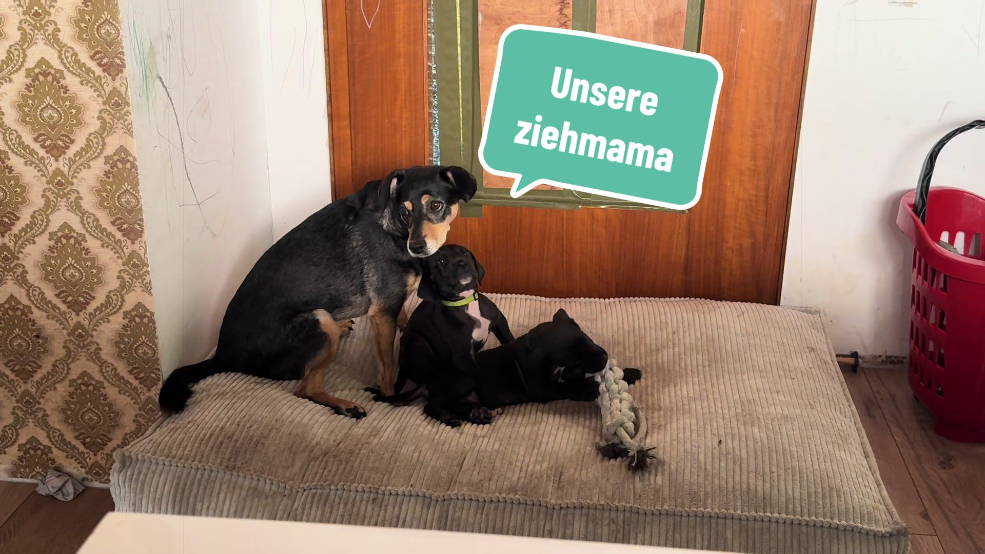 @Doggen von Lucaelis